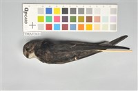 藏品(小雨燕)的圖片